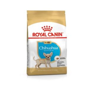 BHN Dog Chihuahua Puppy