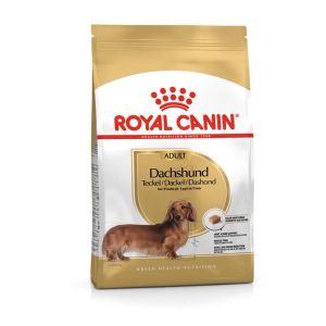 BHN Dog Dachshund Adult