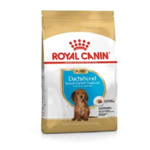 BHN Dog Dachshund Puppy