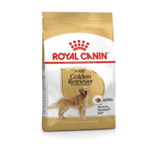 BHN Dog Golden Retriever Adult