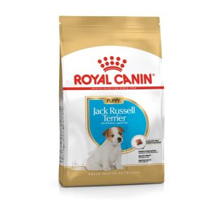 BHN Dog Jack Russel Terrier Puppy