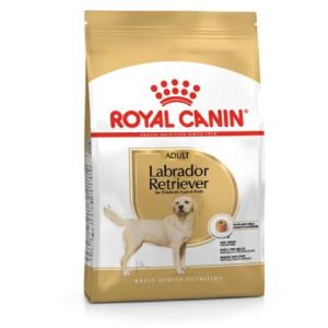BHN Dog Labrador Retrievier Adult