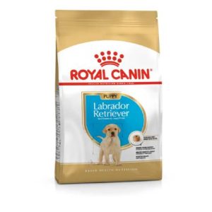 BHN Dog Labrador Retrievier Puppy