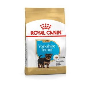 BHN Dog Yorkshire Terrier Puppy