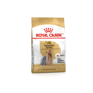 BHN Dog Yorkshire Terrier Adult